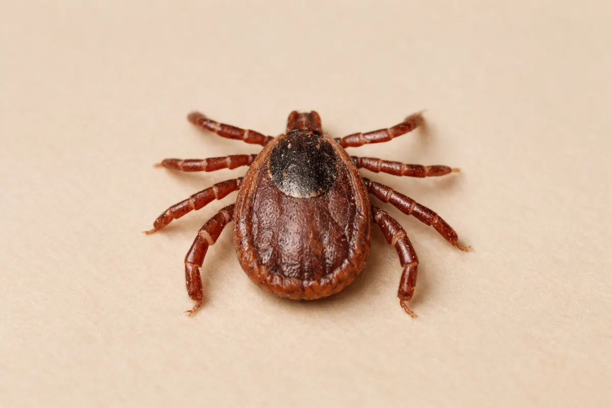 Clean visual checklist or comparison graphic for brown dog tick.