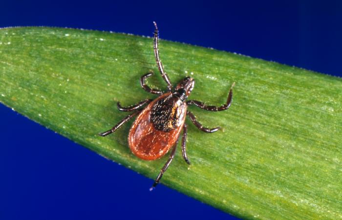 Reference photograph of an adult female Blacklegged / deer tick