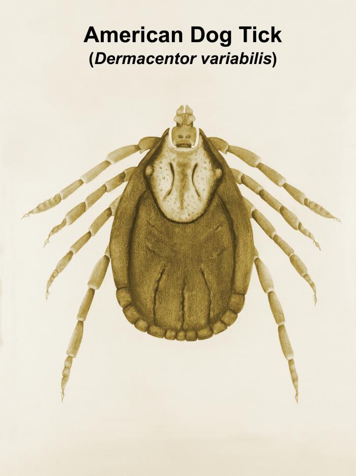 Reference illustration of an adult female American dog tick