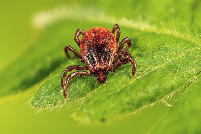 Reference photograph of an adult female Brown dog tick