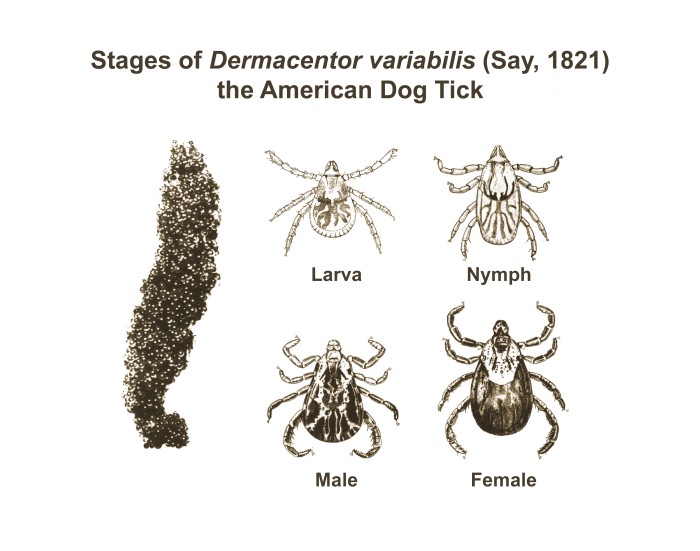 CDC illustration showing American dog tick egg, larva, nymph and adult male and female stages; not to life size