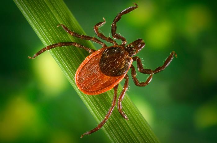 Reference photograph of an adult female Western blacklegged tick