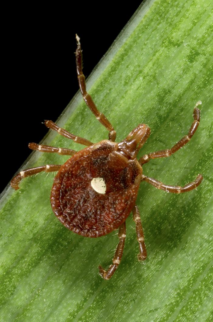 Reference photograph of an adult female Lone star tick