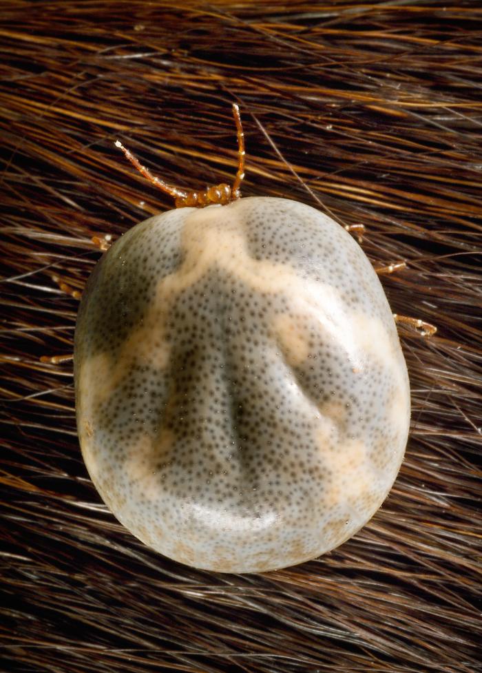 CDC photograph of an engorged adult female lone star tick with eggs beneath it; compare body expansion with the unfed adult reference